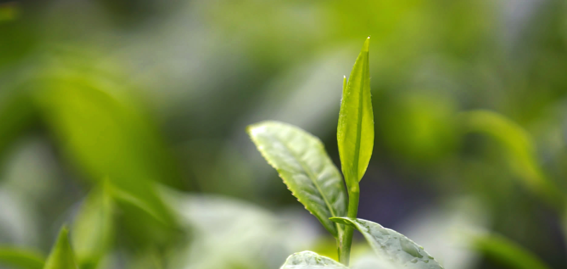 黔山秀水出貴茶