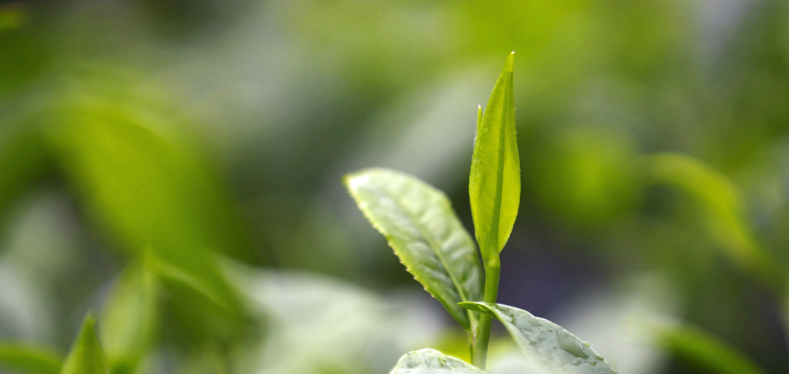 黔山秀水出贵茶