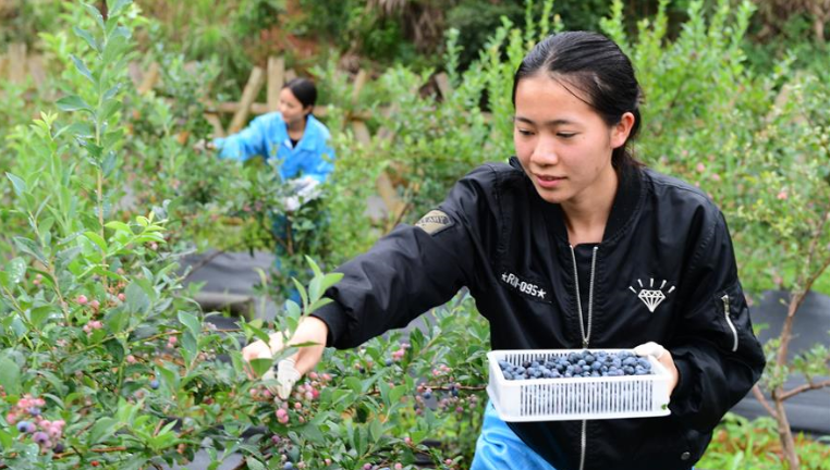 贵州麻江：加快蓝莓产业发展富民兴县