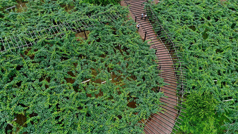 航拍贵州修文猕猴桃种植基地