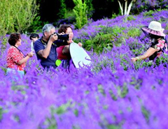 黔南花开&ldquo;迷人眼&rdquo; 春暖相约踏青去