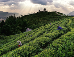茶香深处是茶乡