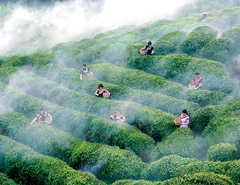 都匀毛尖茶漫漫申遗成功之路