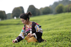 贵州都匀：清明临近茶飘香