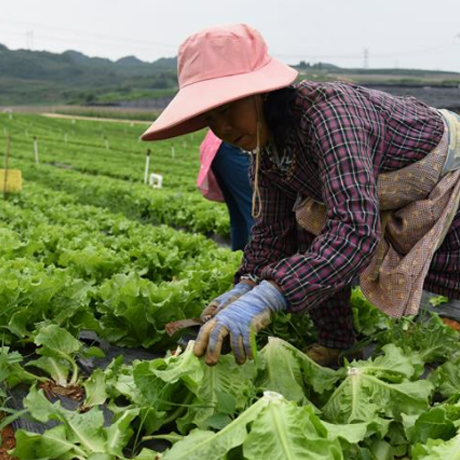 貴州在高海拔蔬菜基地推廣“智能農場”