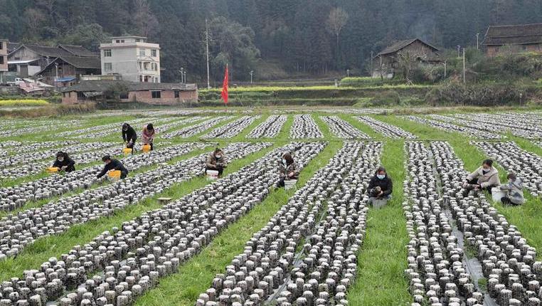 贵州：特色种植助农增收