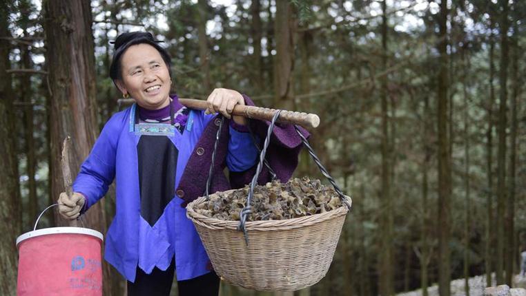 贵州从江：食用菌产业复工复产助力脱贫