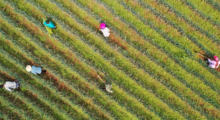 贵州黔西：大葱产业助农增收