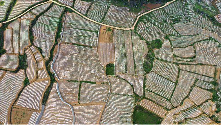 航拍：贵州紫云发展坝区特色产业 抢抓农时种植红芯红薯