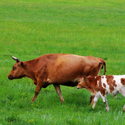 走高品質發展道路 貴州黃牛要做“中國的和牛”