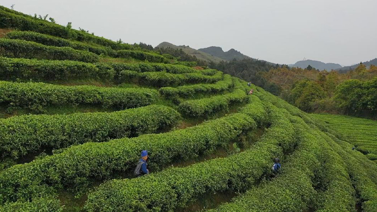 贵州丹寨：扶贫茶园制茶忙