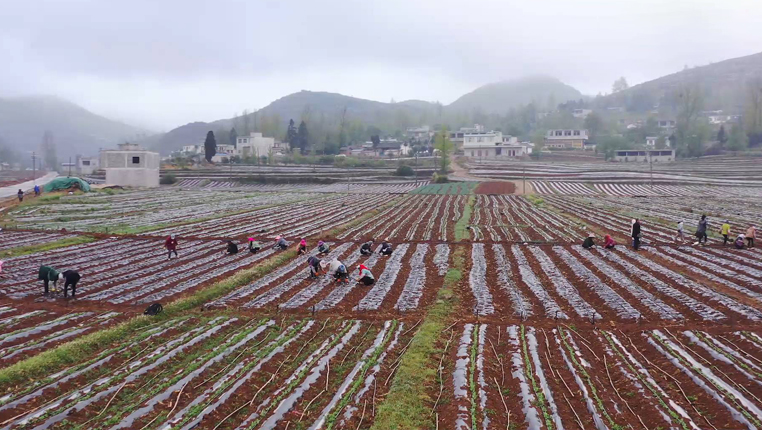 贵州威宁：蔬菜基地让当地群众在家门口就业