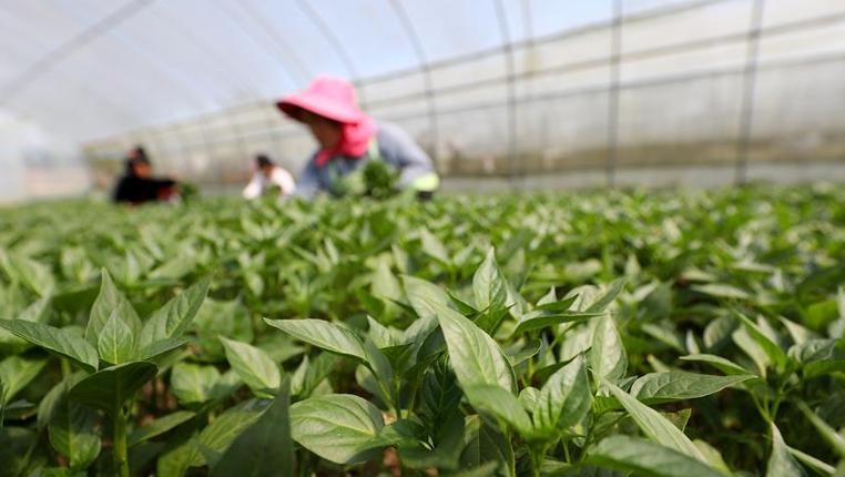 贵州丹寨：特色产业合作社助农增收