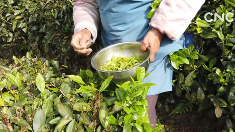 走进县区|贵州望谟：万亩紫茶孕“金山”