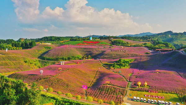 无人机航拍贵州桐梓黔北花海景区