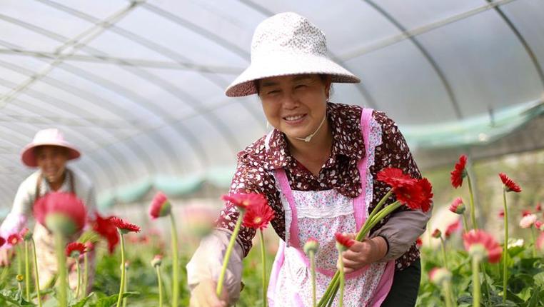 贵州黔西：“鲜花经济”助增收