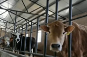 【貴州農業特色産業微記錄】盤州：産業“牛”起來 錢袋子鼓起來