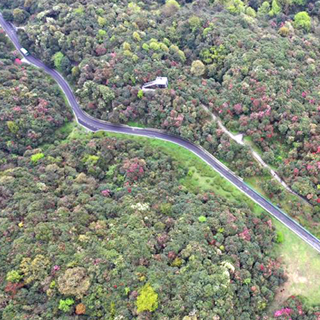 贵州毕节百里杜鹃景区：杜鹃花海美如画