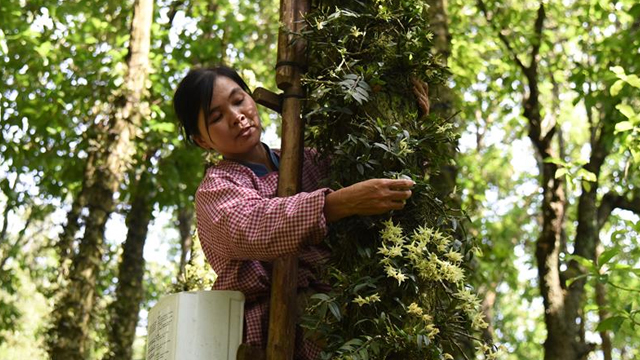 贵州安龙：石斛“上树”花满山