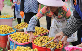 贵州刺梨：小果子成就大产业