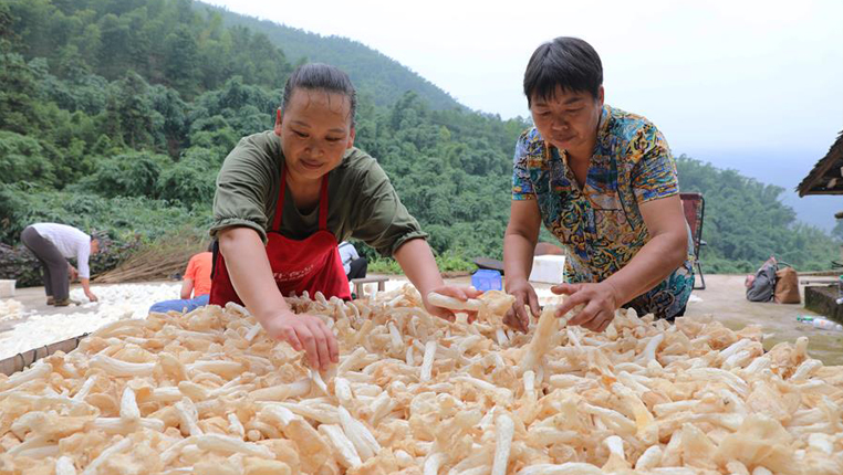 贵州赤水：林下经济助农增收