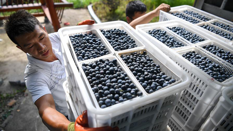 贵州麻江：蓝莓种出富民产业