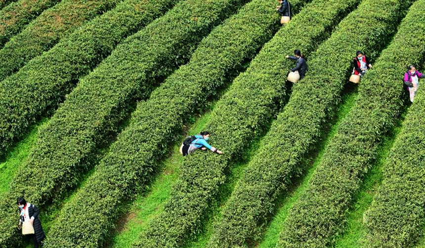 贵阳：百花湖畔春茶开采