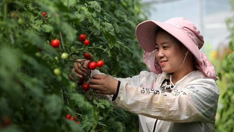 贵州黔西：规模化发展经济作物 提升坝区农业效益