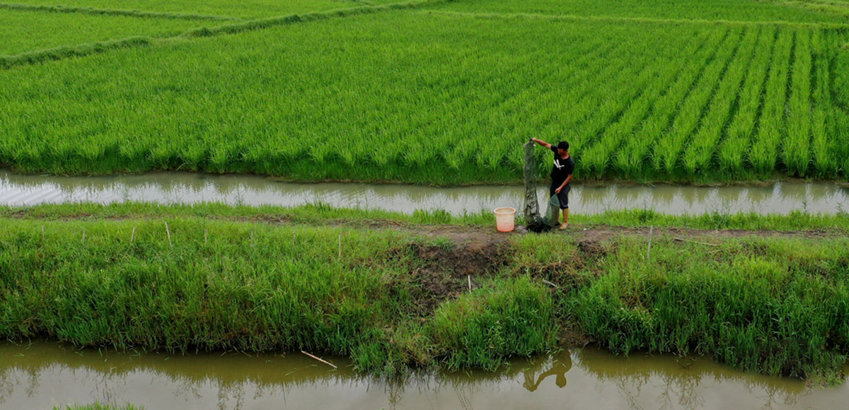 航拍：贵州西秀区发展“稻+N”产业助坝区提质增效