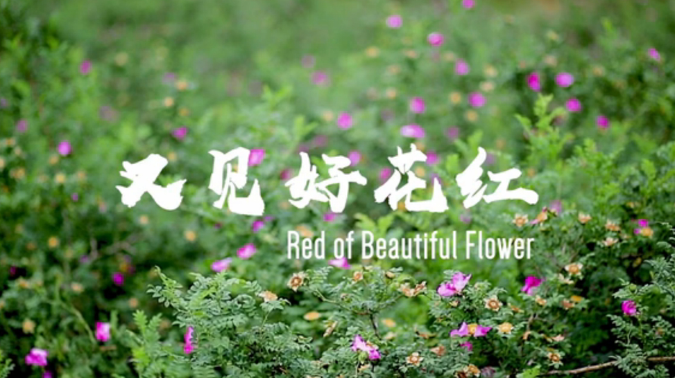 音乐名片《又见好花红》