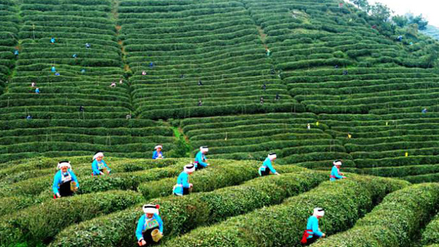 贵州阔步茶产业强省之路