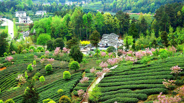 贵州干净茶产业体系从小变大 由大到强