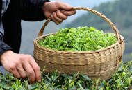 从“四个转变”看贵州茶产业高质量发展