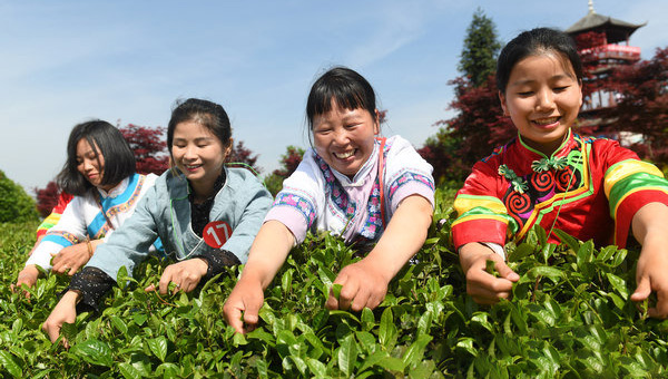 贵州“斗茶”带来蝴蝶效应