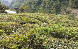 贵州望谟：万亩紫茶孕“金山”