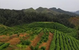 贵州丹寨：扶贫茶园制茶忙