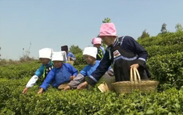 贵州惠水：茶山歌声绕