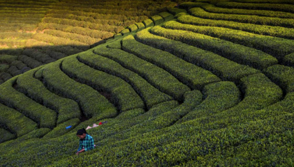 贵州普安：“古茶树之乡”抢采春茶保增收
