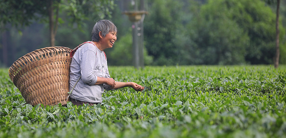 黔北夏茶采收忙