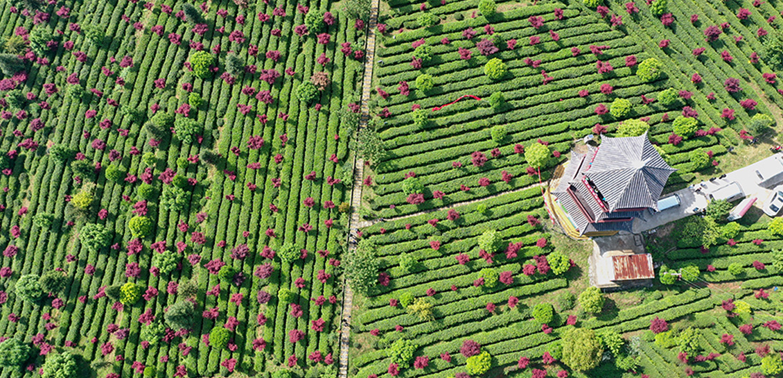 俯瞰贵州清镇茶场 “红绿”相融春景美