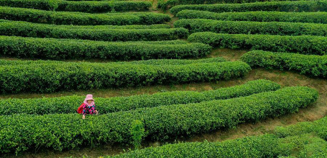 贵州丹寨：“扶贫茶园”采茶忙