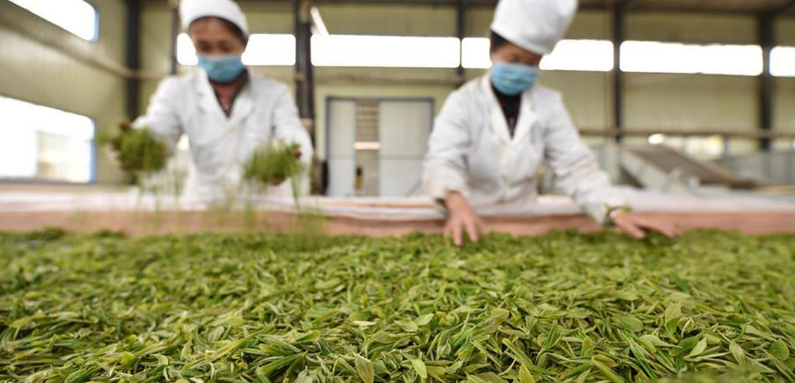贵州丹寨：赶制明前茶