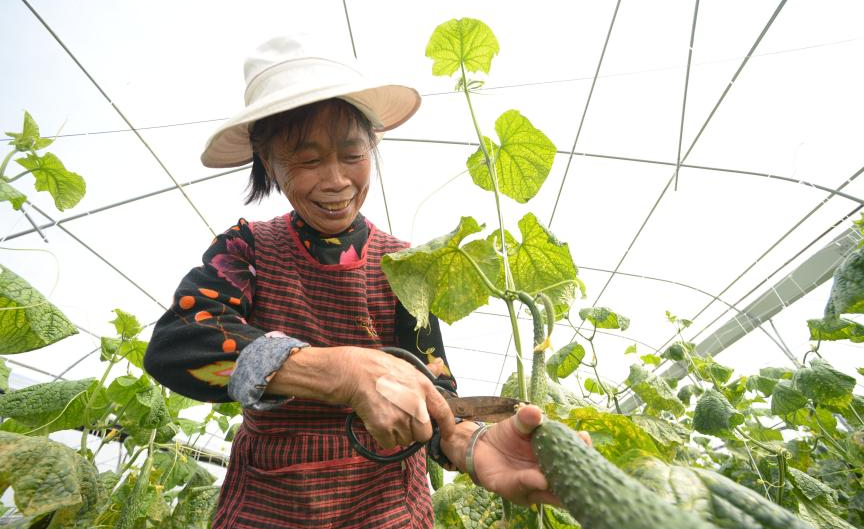 贵州玉屏：蔬菜产业助农增收