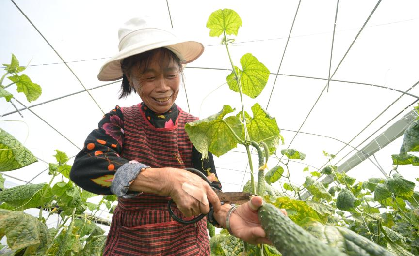 貴州玉屏：蔬菜産業助農增收