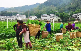 汇川团泽两千余亩茬口蔬菜迎丰收