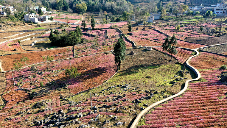 贵州黔西：水土流失治理见成效 石山盛开致富花
