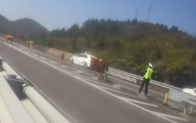 高速交警客串“赶牛倌”