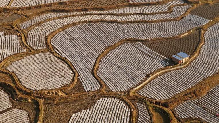 贵州丹寨：腊月田间务农忙