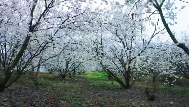 贵州大方：万亩樱桃花迎风绽放