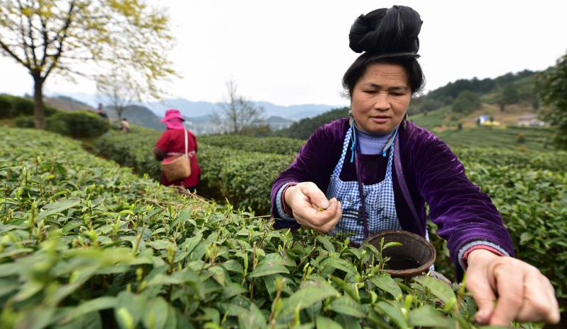 贵州丹寨:早春采茶制茶正当时